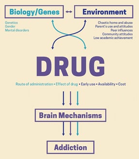 biology_genes_environment_flowchart-NIDA